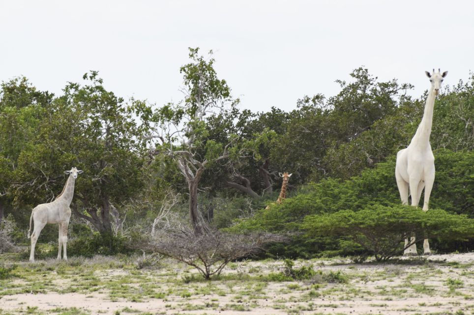 Girafas Brancas Raras S O Captadas Em C Mera Pela Primeira Vez Na Hist Ria