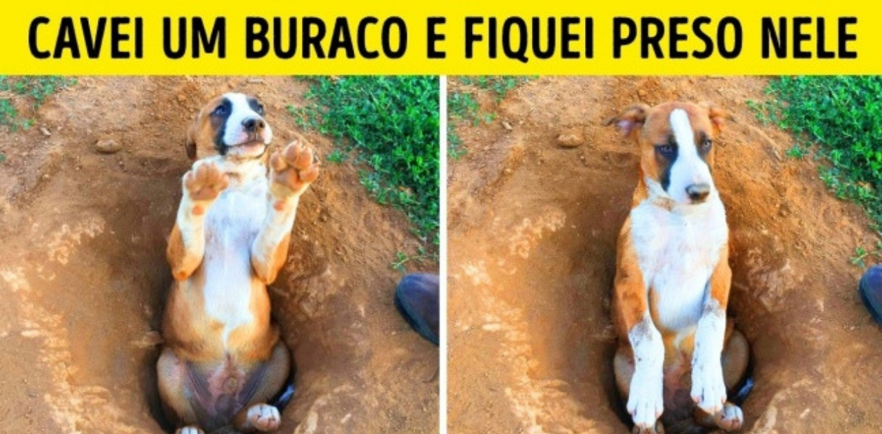 Cachorros Que V O Conquistar Voc Suas Travessuras