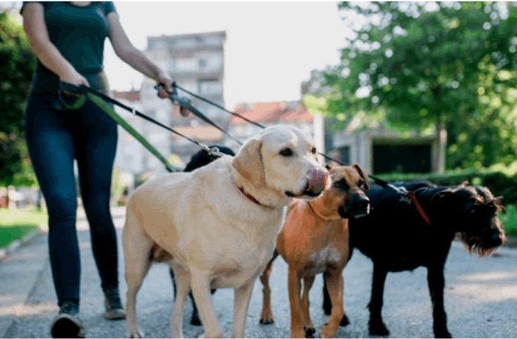 Aprenda Dicas De Como Passear V Rios Cachorros Ao Mesmo Tempo