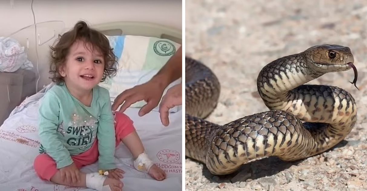 Cobra Morde Menina De Anos Mordida De Volta E Morre Entre Seus