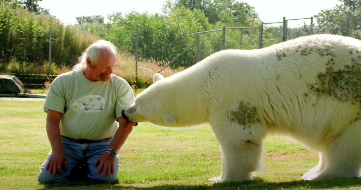 Urso Polar Constr I Emocionante Hist Ria De Amizade Homem Que